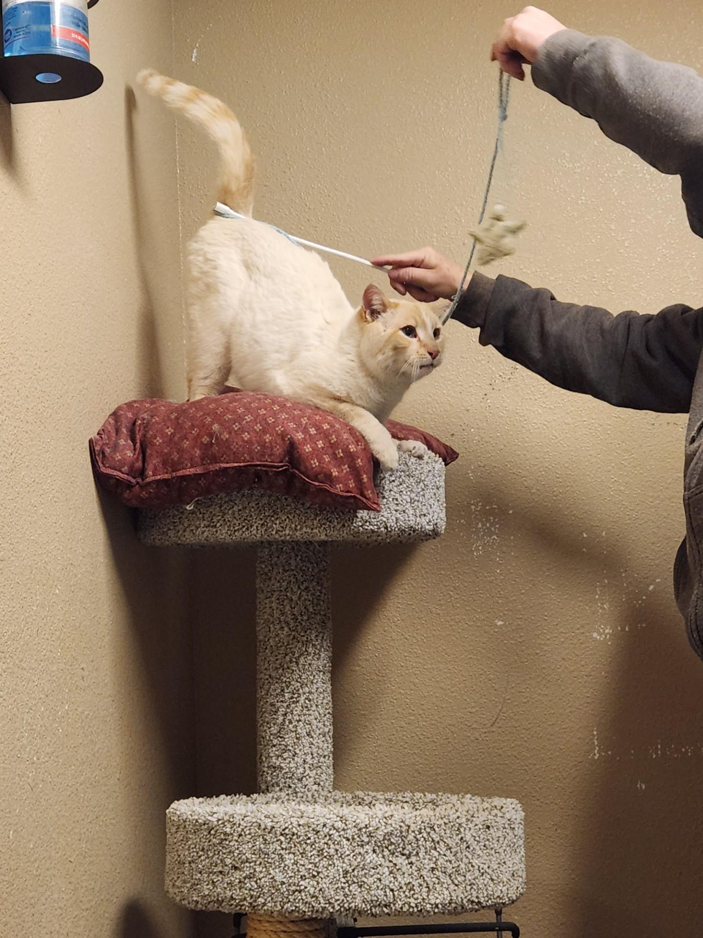 Enlarge Arbor, an adopted Domestic Short Hair in Truth or Consequences , NM image 4/6