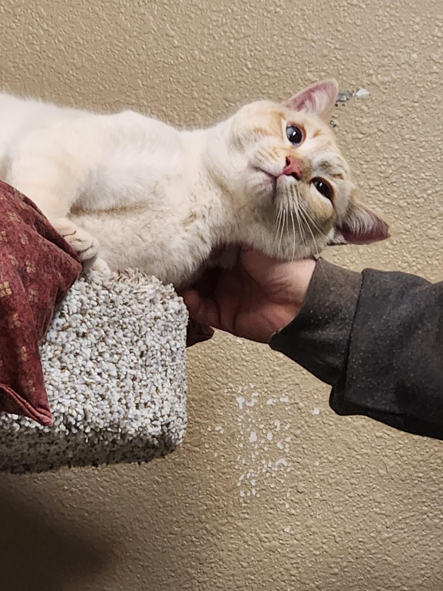 Enlarge Arbor, an adopted Domestic Short Hair in Truth or Consequences , NM image 3/6