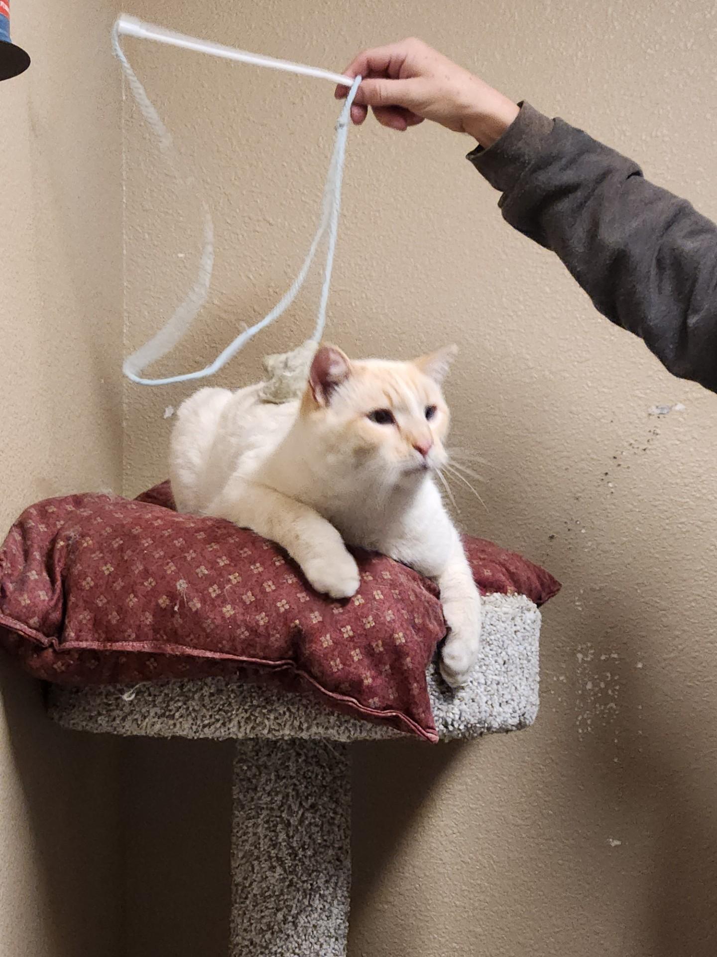 Enlarge Arbor, an adopted Domestic Short Hair in Truth or Consequences , NM image 1/6