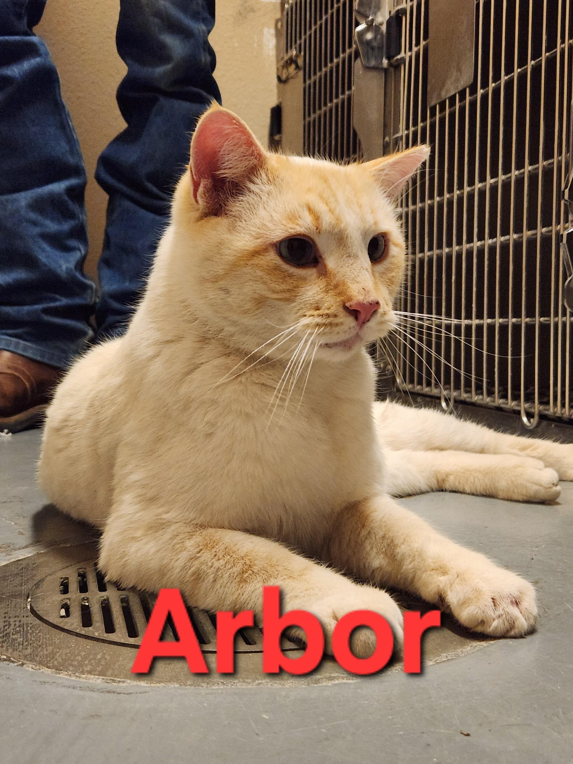 Enlarge Arbor, an adopted Domestic Short Hair in Truth or Consequences , NM image 6/6