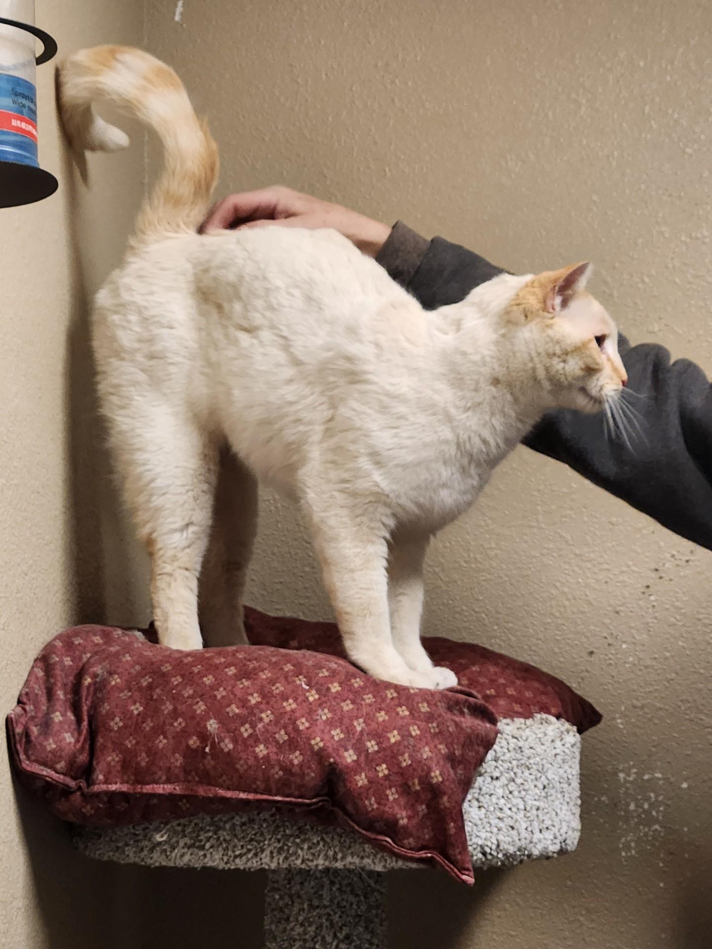 Enlarge Arbor, an adopted Domestic Short Hair in Truth or Consequences , NM image 2/6