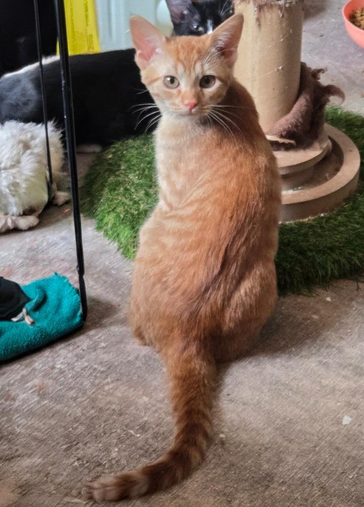 Shelby, Adoptable, Kitten Female Domestic Short Hair.