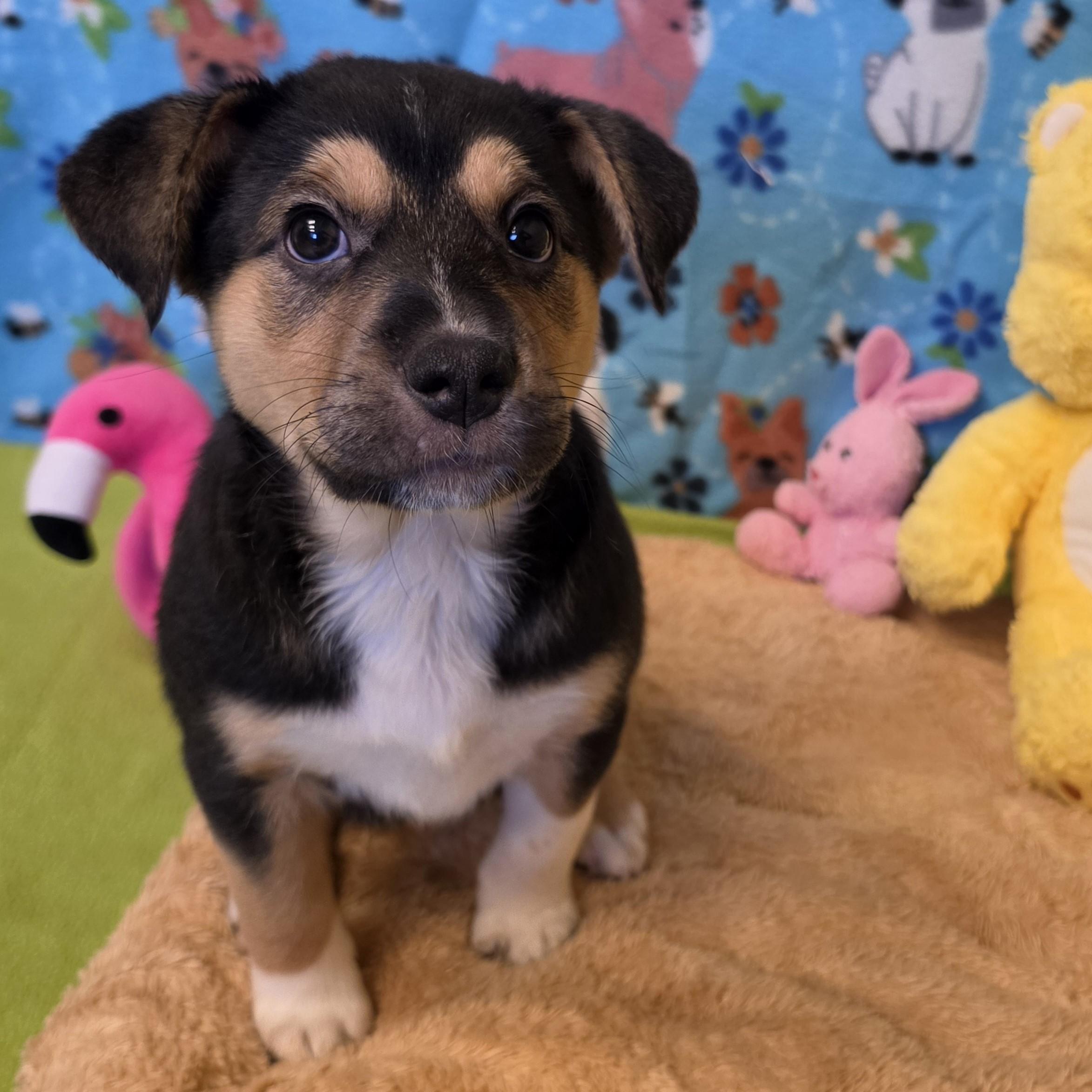 Enlarge Eclair, a ADOPTABLE mixed breed in ALPINE, TX image 3/6