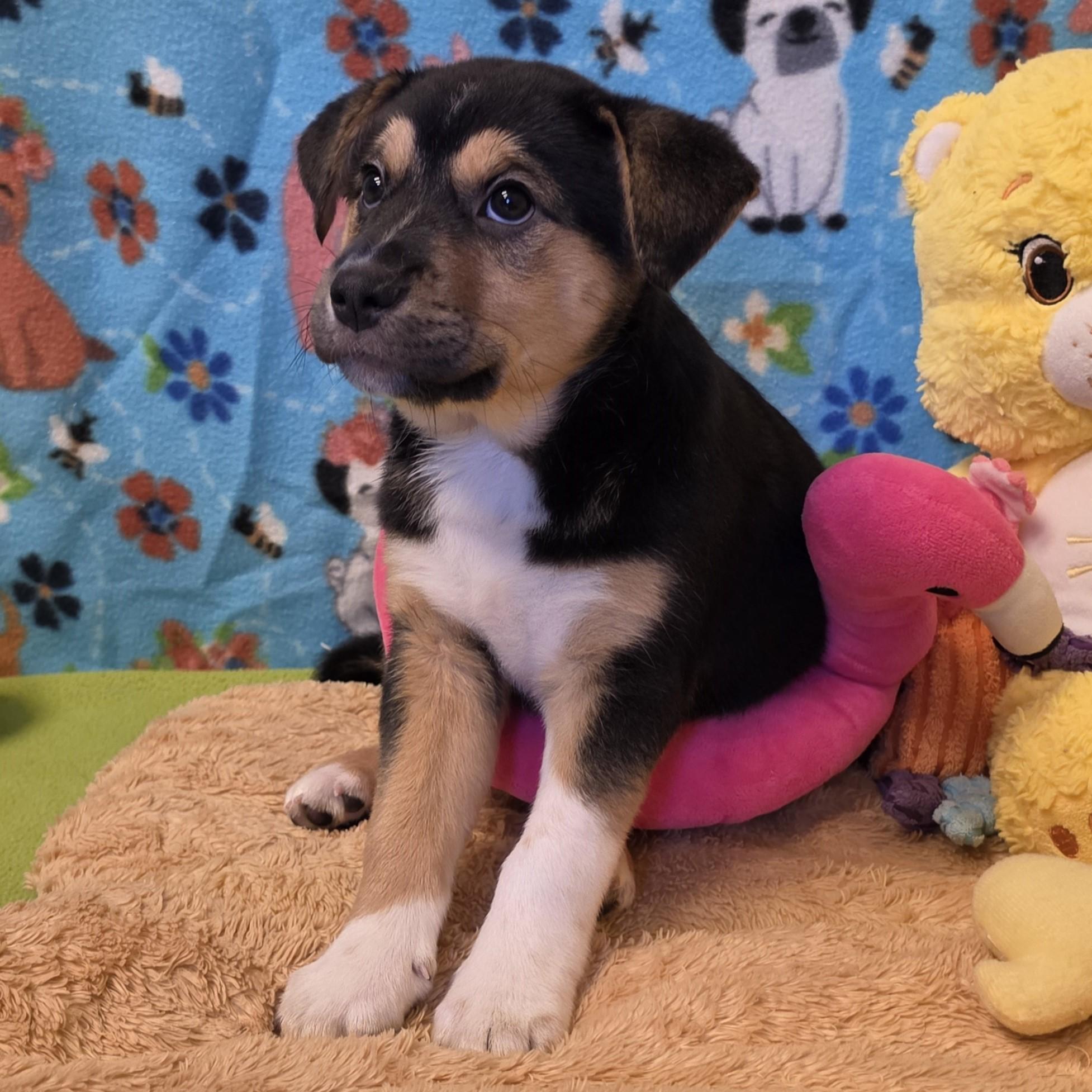 Enlarge Eclair, a ADOPTABLE mixed breed in ALPINE, TX image 4/6