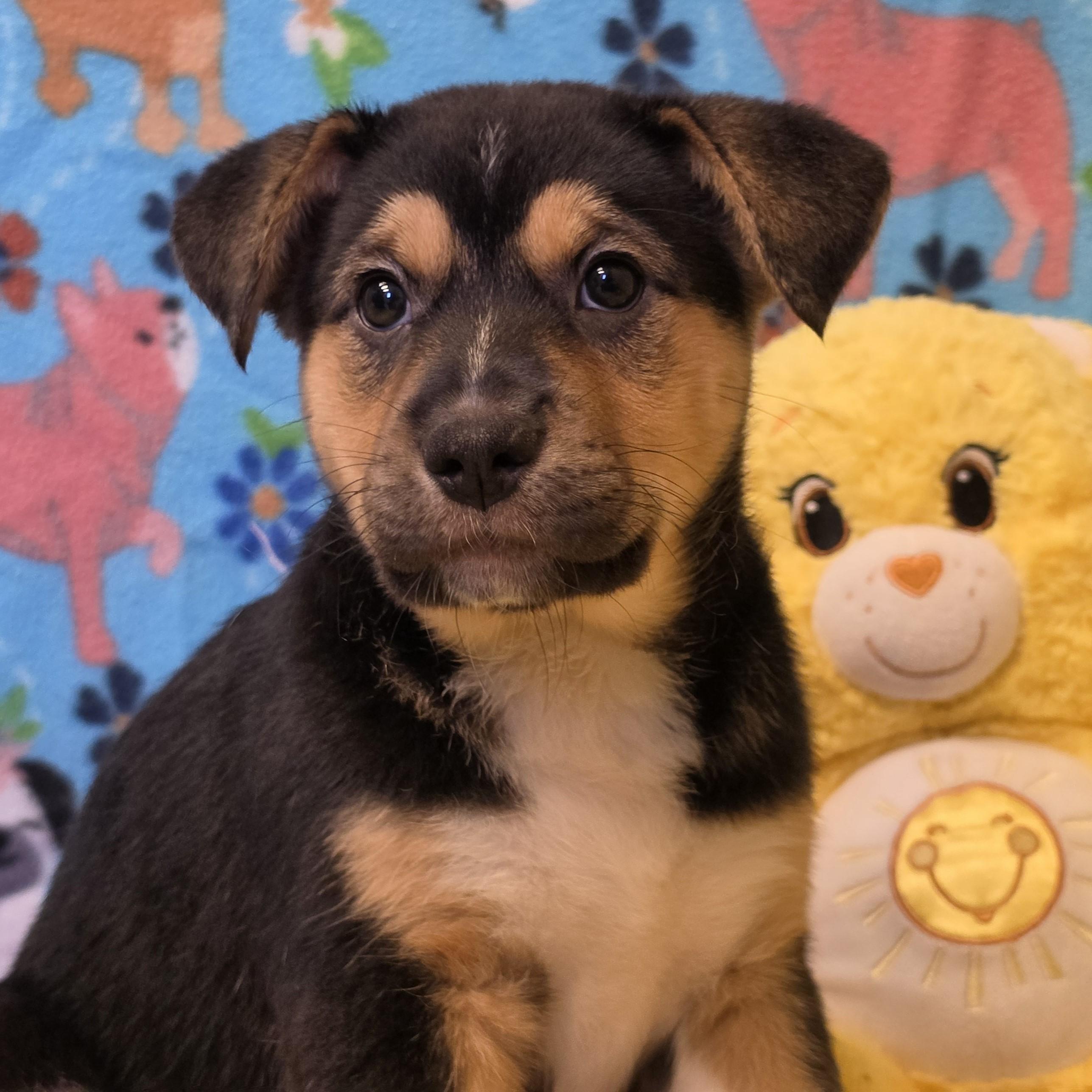 Eclair, ADOPTABLE, Young Female Mixed Breed.