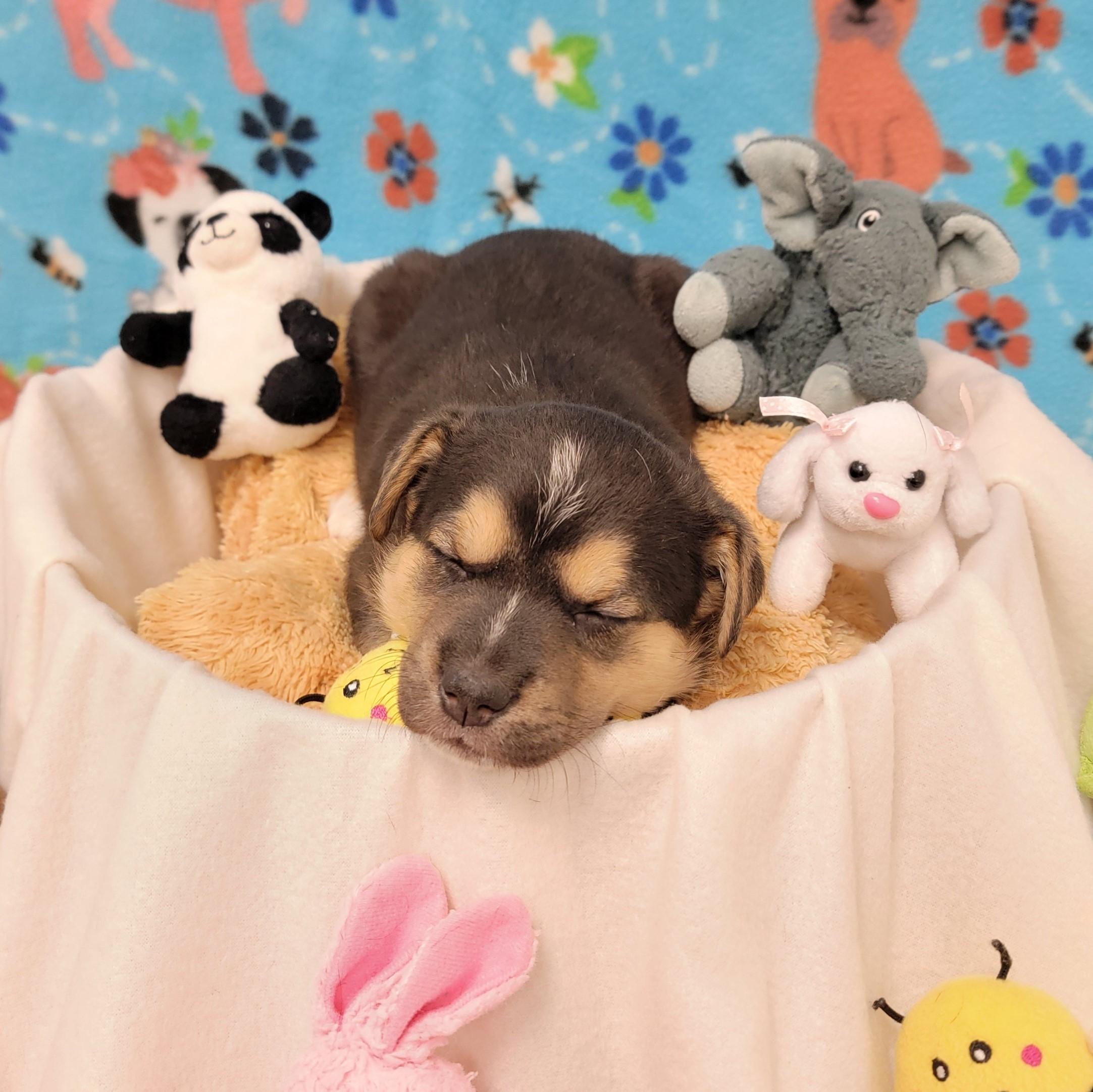 Enlarge Eclair, a ADOPTABLE mixed breed in ALPINE, TX image 6/6