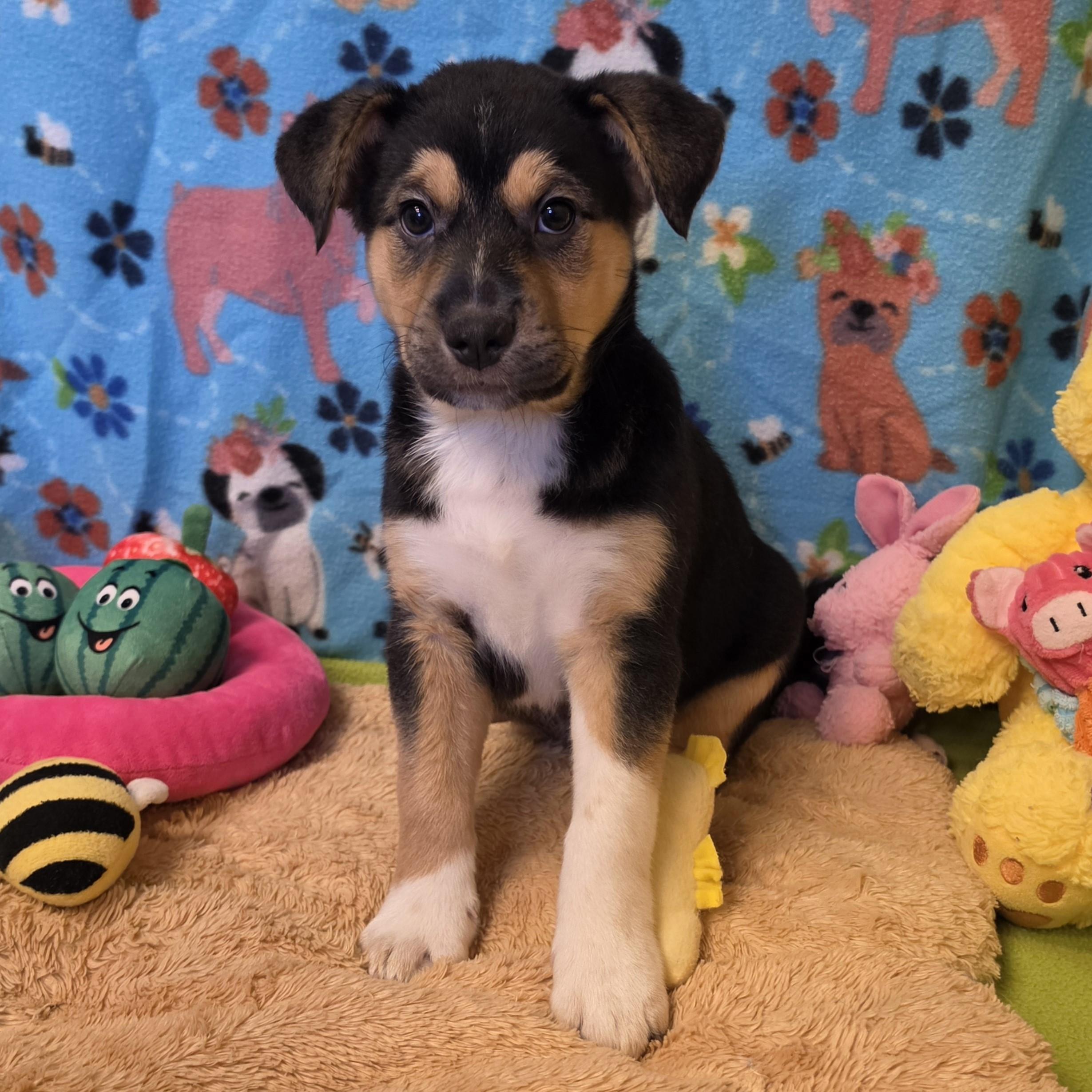Enlarge Eclair, a ADOPTABLE mixed breed in ALPINE, TX image 2/6