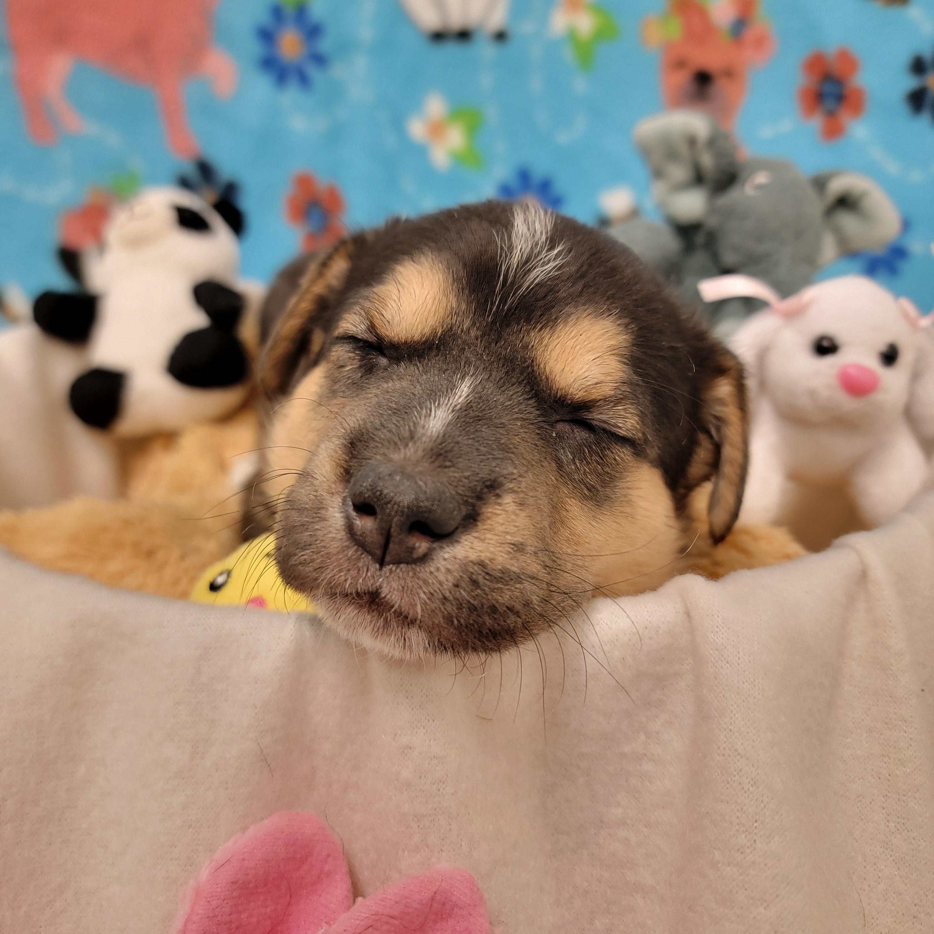 Enlarge Eclair, a ADOPTABLE mixed breed in ALPINE, TX image 5/6