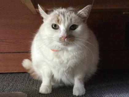 Pearl, Adoptable, Adult Female Domestic Medium Hair & Domestic Short Hair.