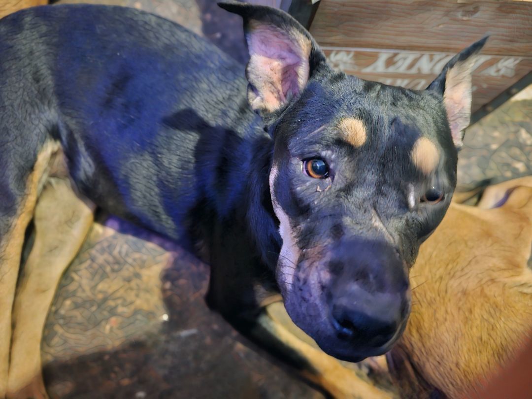 Enlarge Chizel, a Adoptable mixed breed in Kermit, TX image 1/1