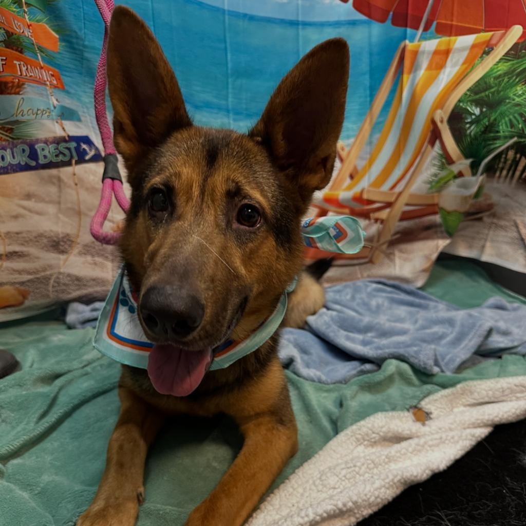 Blossom, Adoptable, Adult Female German Shepherd Dog & Mixed Breed.