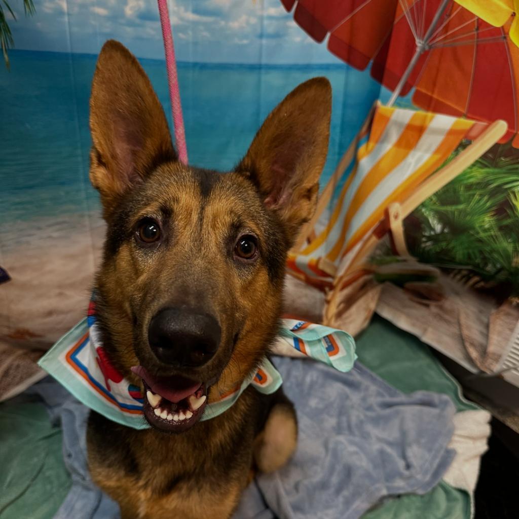 Enlarge Blossom, a Adoptable mixed breed in South Houston, TX image 2/2