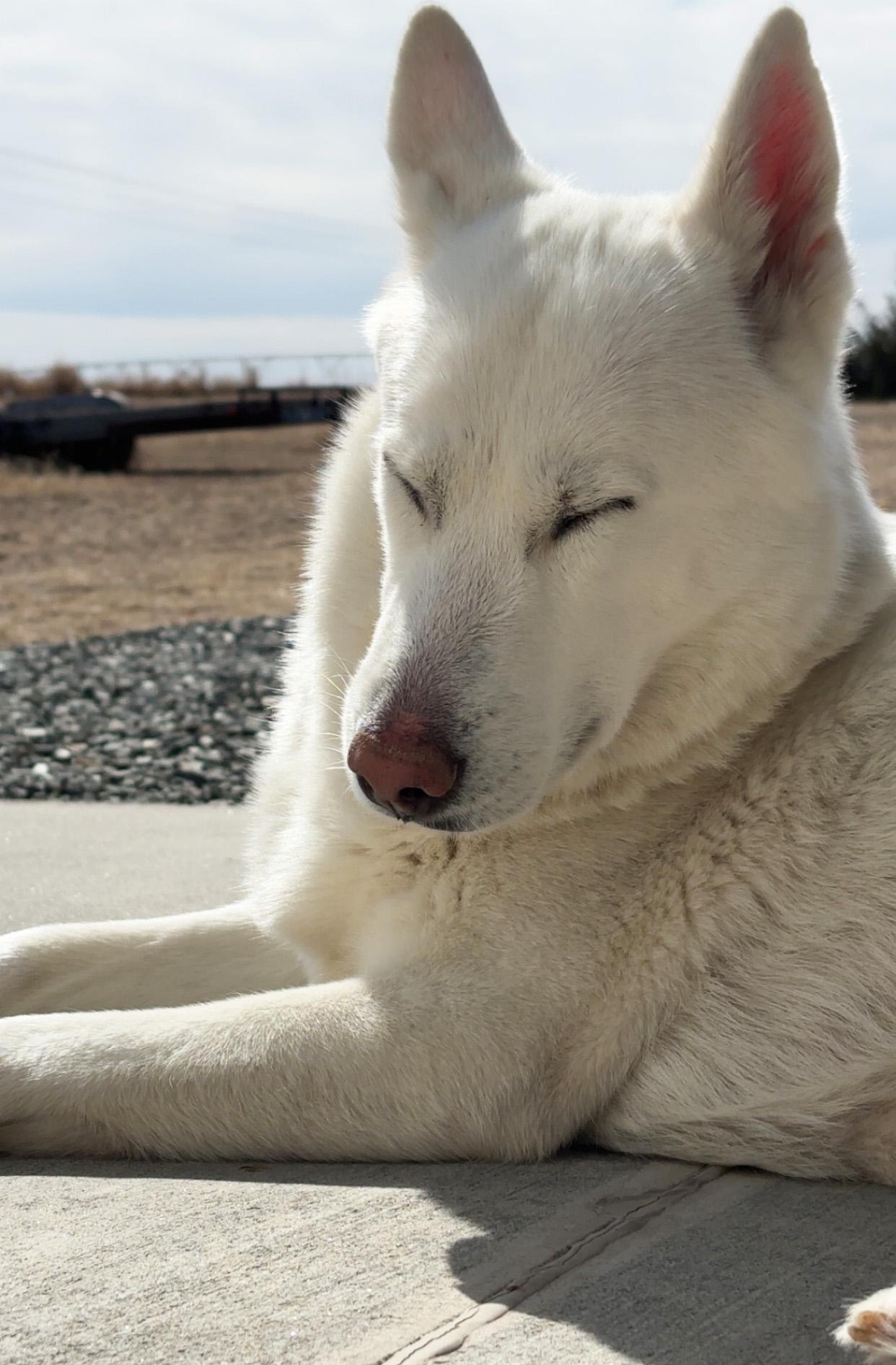 Enlarge Luna, a ADOPTABLE mixed breed in Manhattan, KS image 5/6