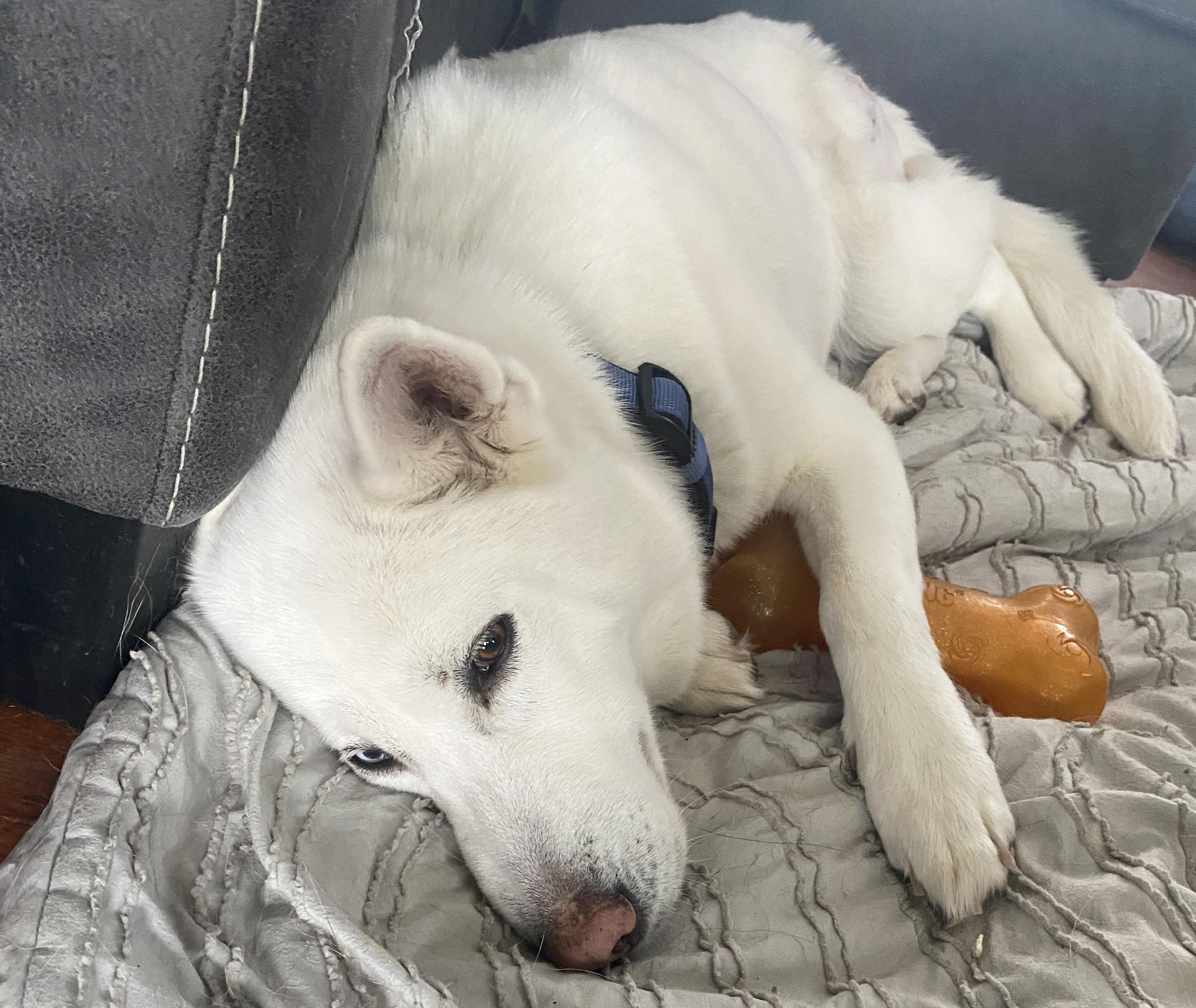 Enlarge Luna, a ADOPTABLE mixed breed in Manhattan, KS image 6/6