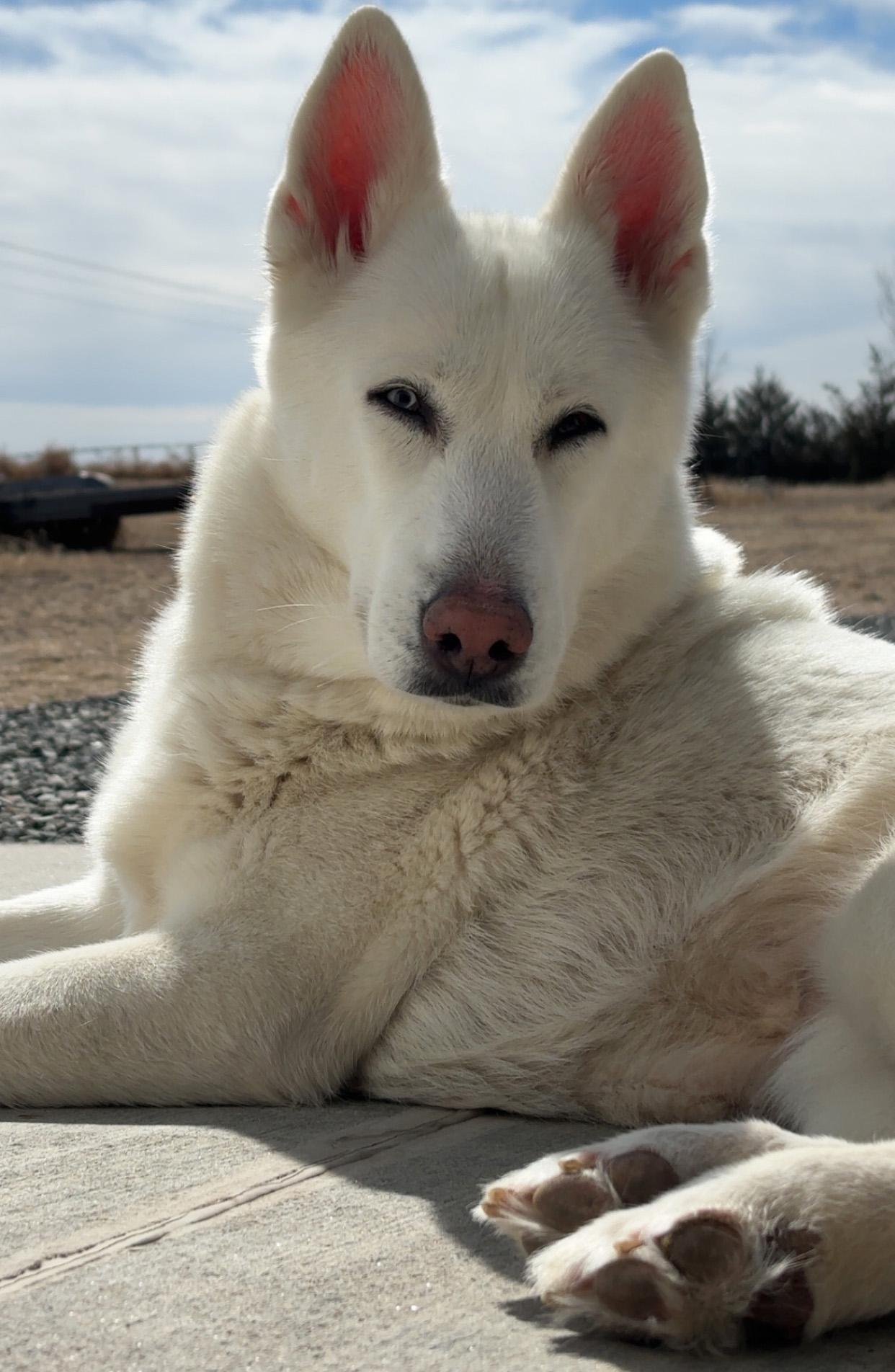 Enlarge Luna, a ADOPTABLE mixed breed in Manhattan, KS image 3/6