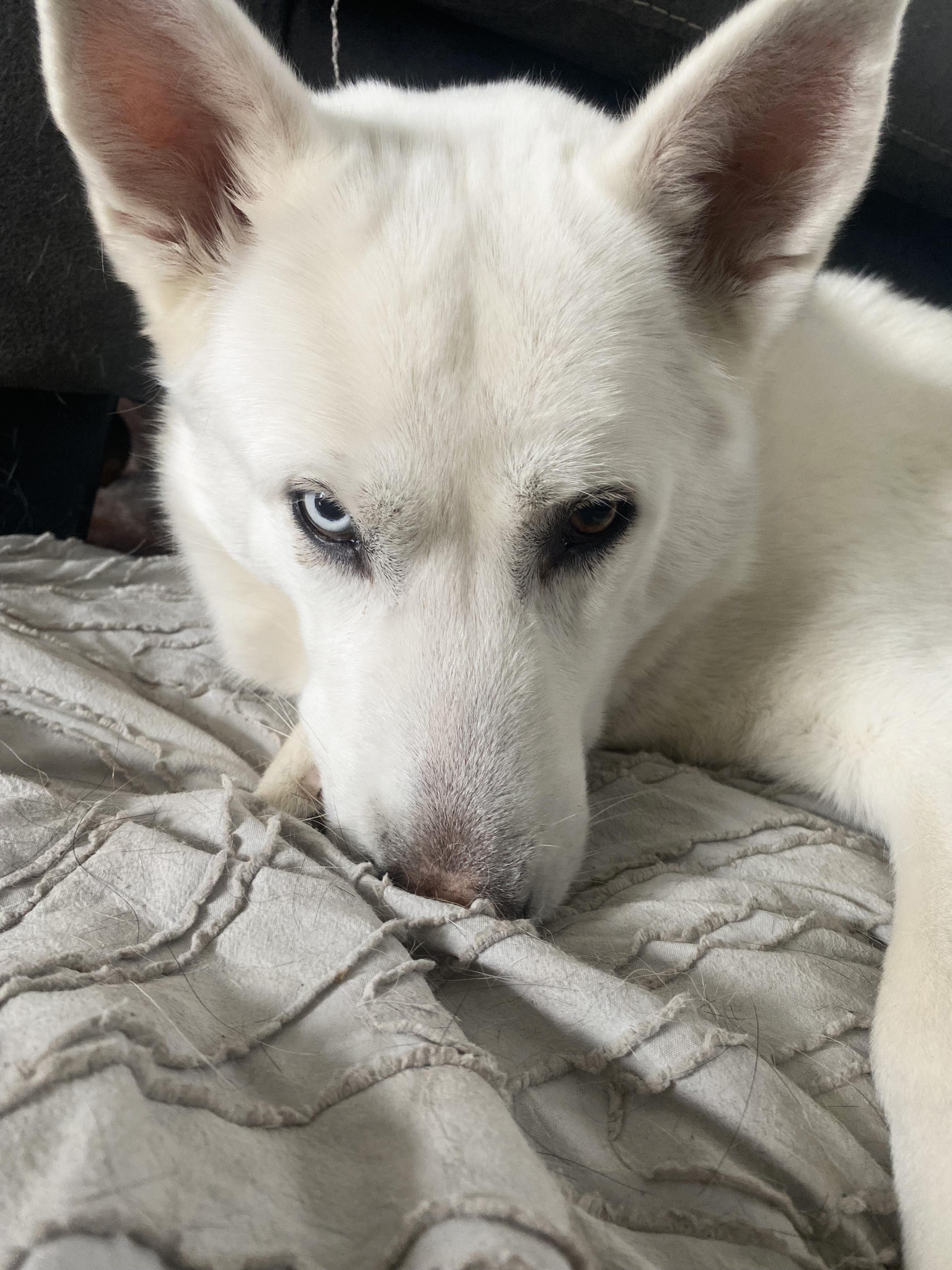 Luna, ADOPTABLE, Adult Female Husky & Shepherd.