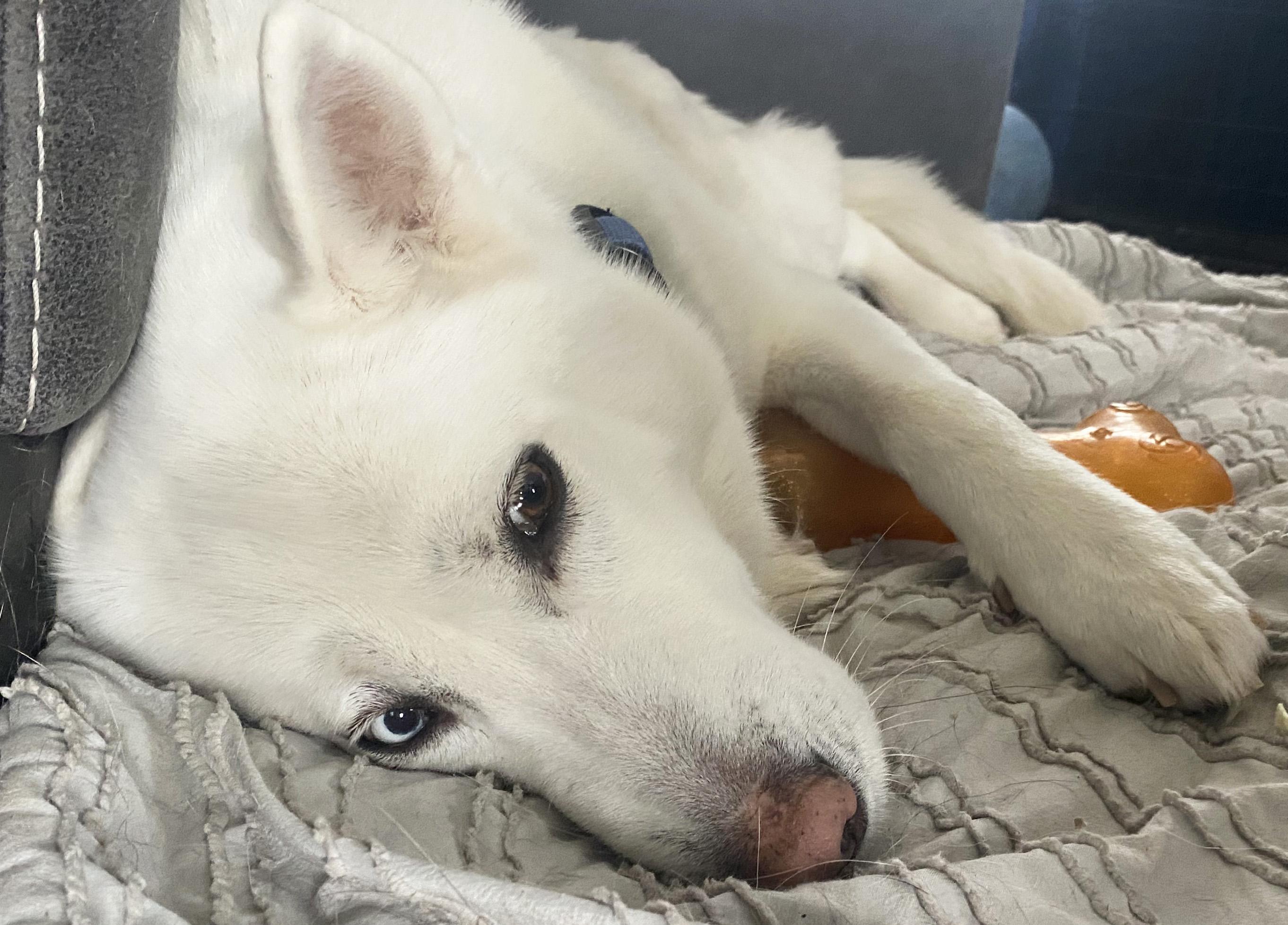 Enlarge Luna, a ADOPTABLE mixed breed in Manhattan, KS image 2/6