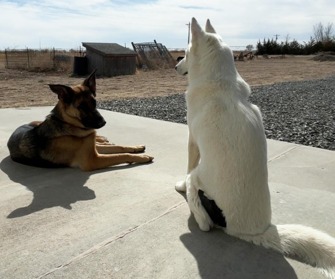 Enlarge Luna, a ADOPTABLE mixed breed in Manhattan, KS image 4/6
