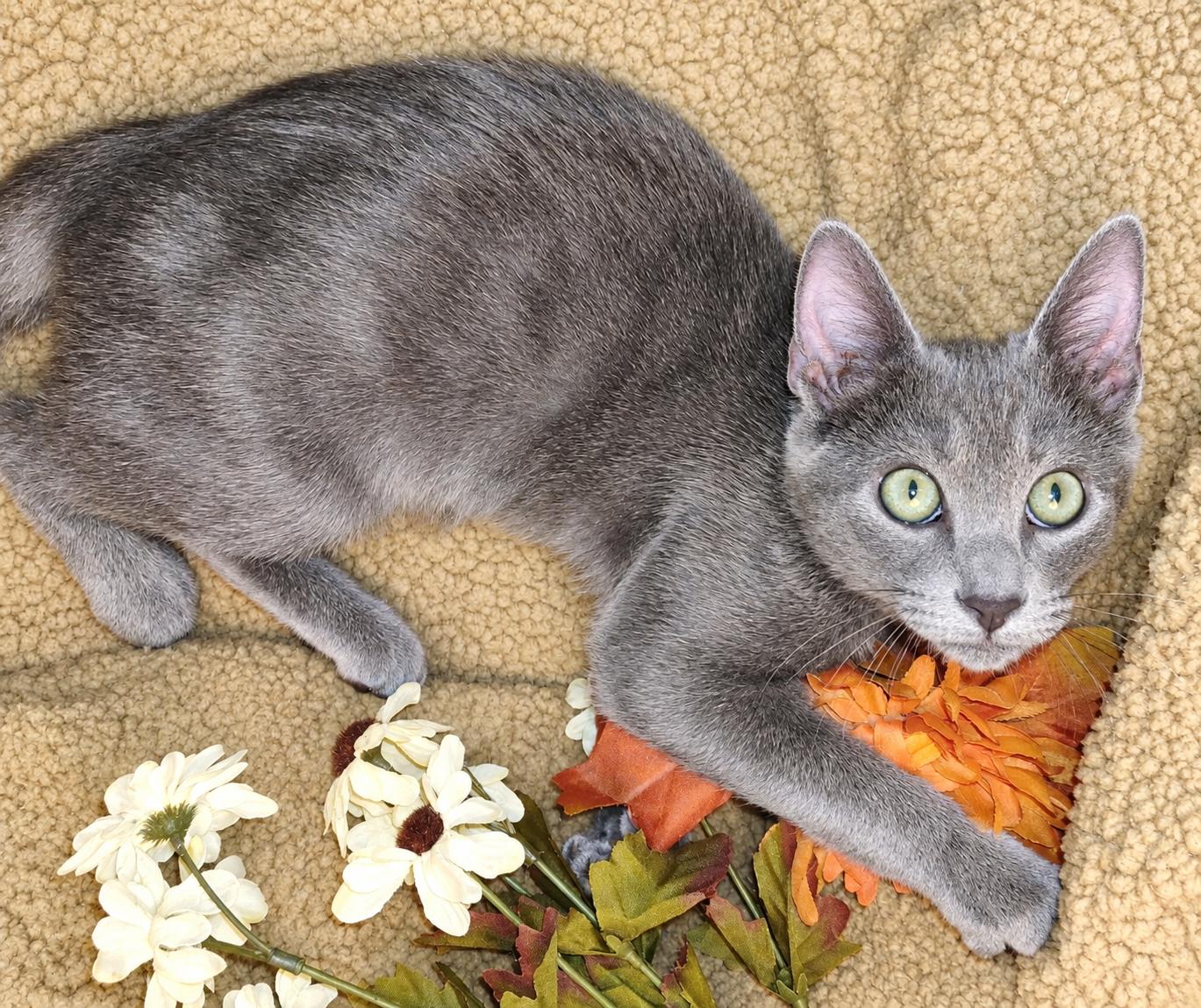Enlarge Manny, a Adopted mixed breed in Ocean Springs, MS image 3/3