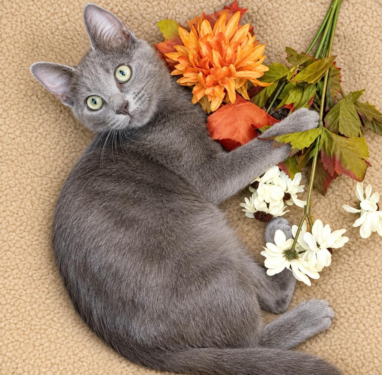 Manny, Adopted, Kitten Male Domestic Short Hair & Russian Blue.