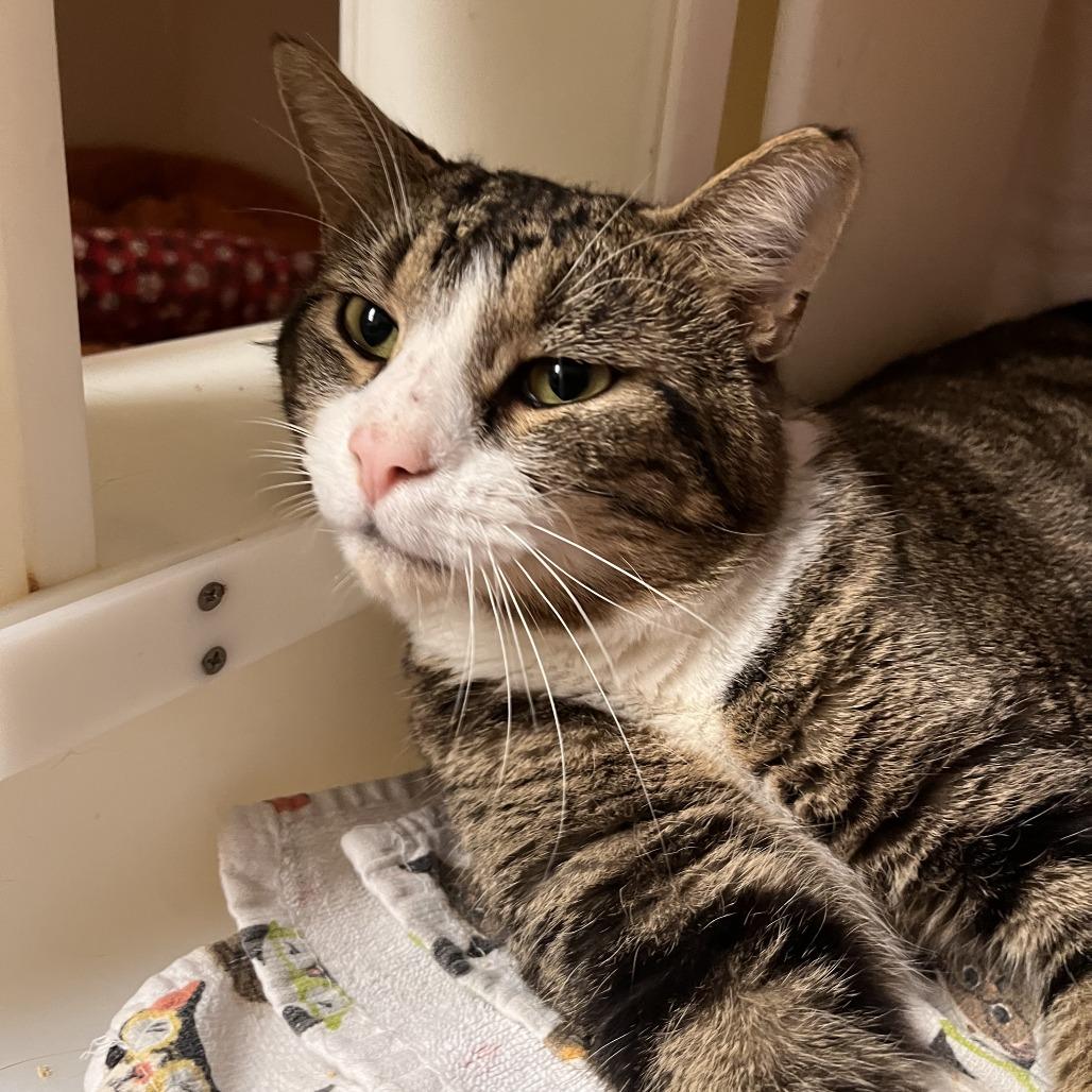 McDonald, Adoptable, Adult Male Domestic Short Hair.