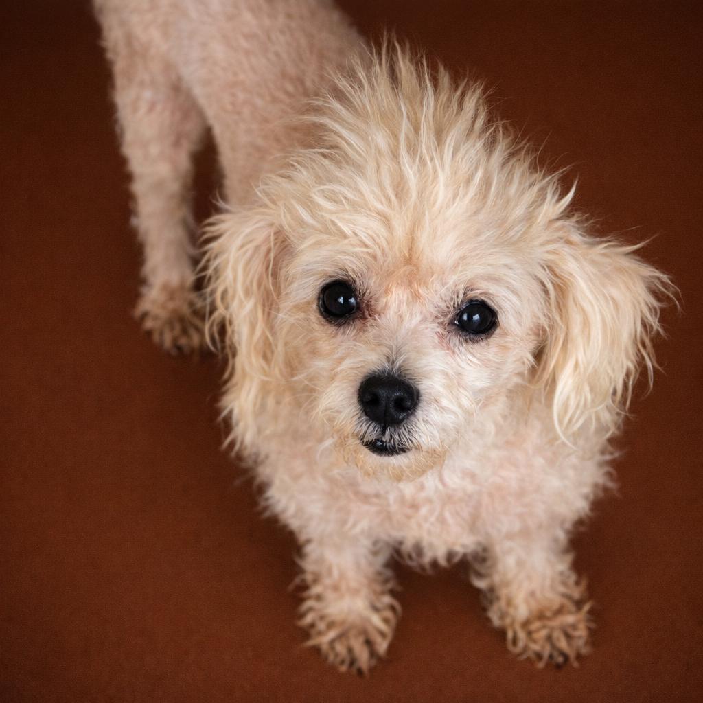 Livy, ADOPTABLE, Adult Female Terrier.