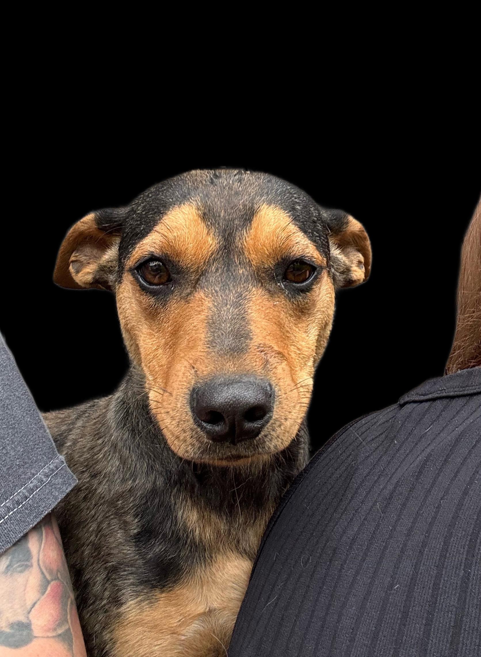 Pebbles, Young Female German Shepherd Dog