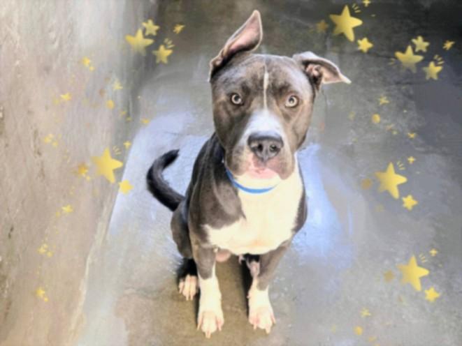 ELLIS, Adoptable, Adult Male Pit Bull Terrier & Mixed Breed.