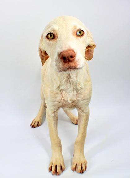 Trix, Adoptable, Puppy Female Brittany Spaniel & Mixed Breed.