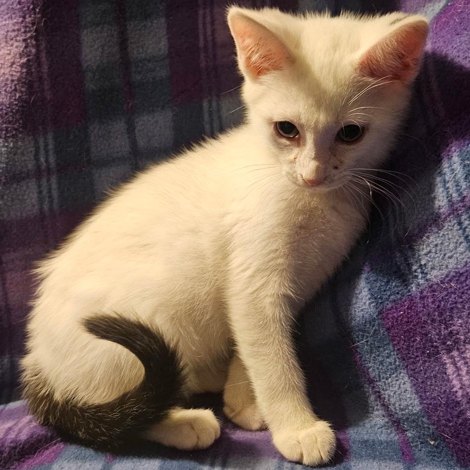 Toby, a Adoptable Domestic Short Hair in Kirklin, IN image 2/2