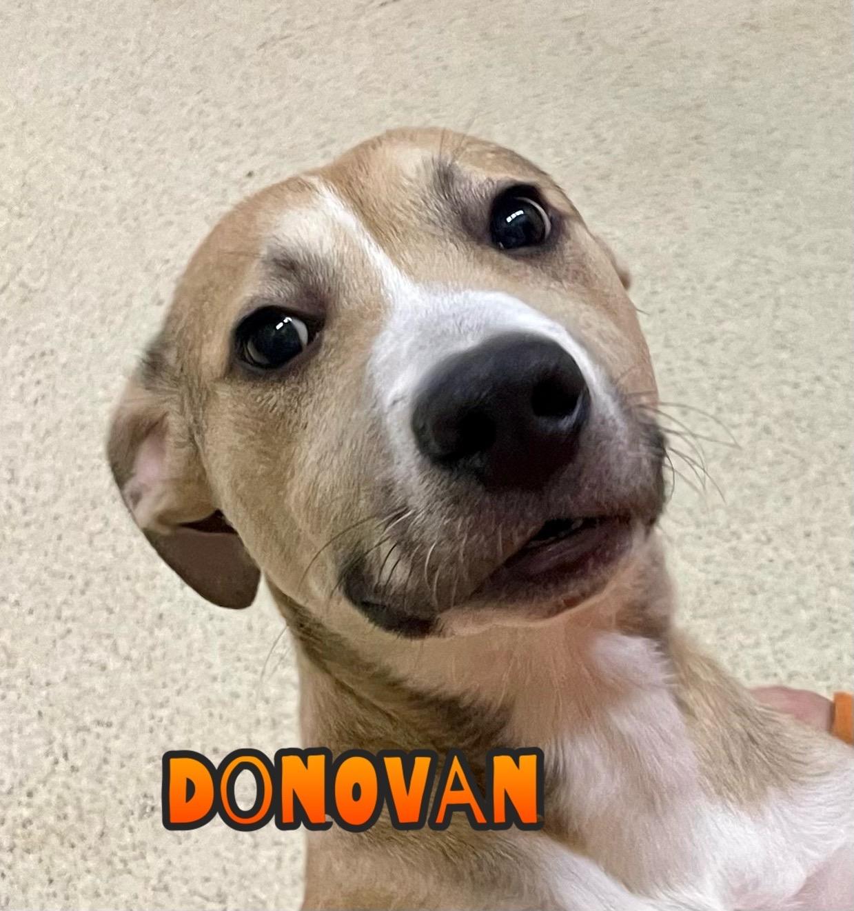 Donovan