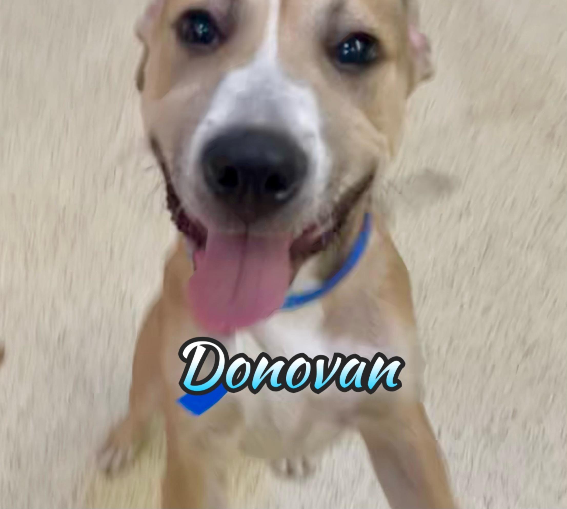 Donovan