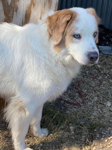 Bluebell, Adopted, Adult Female Great Pyrenees.