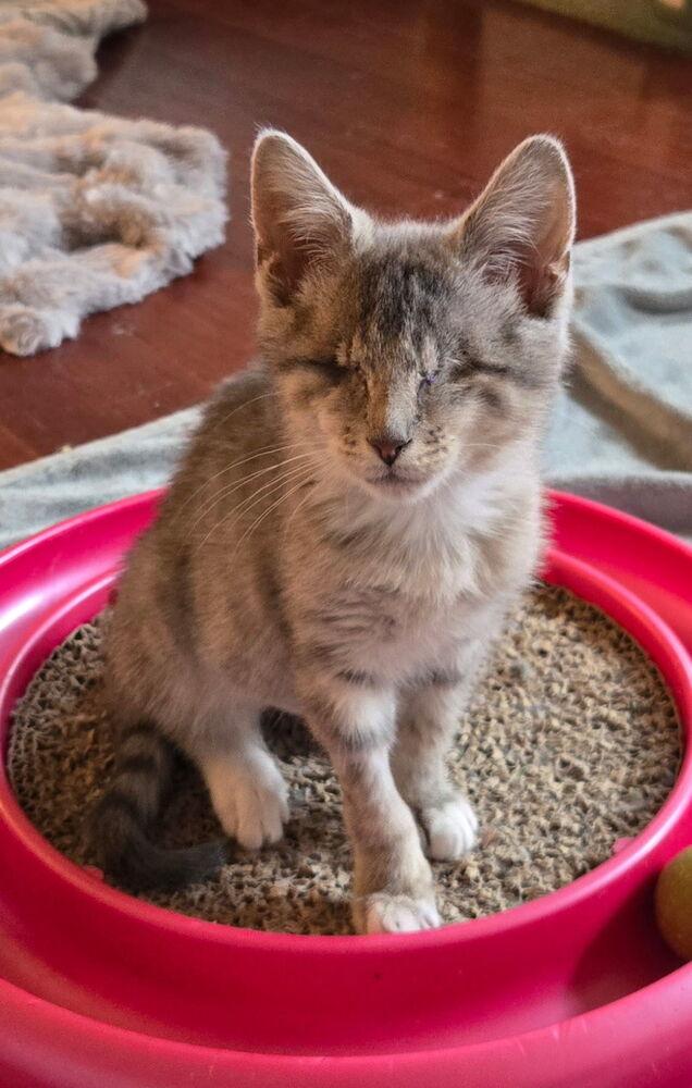 Enlarge Roomba, a Adoptable mixed breed in Warren, CT image 1/6
