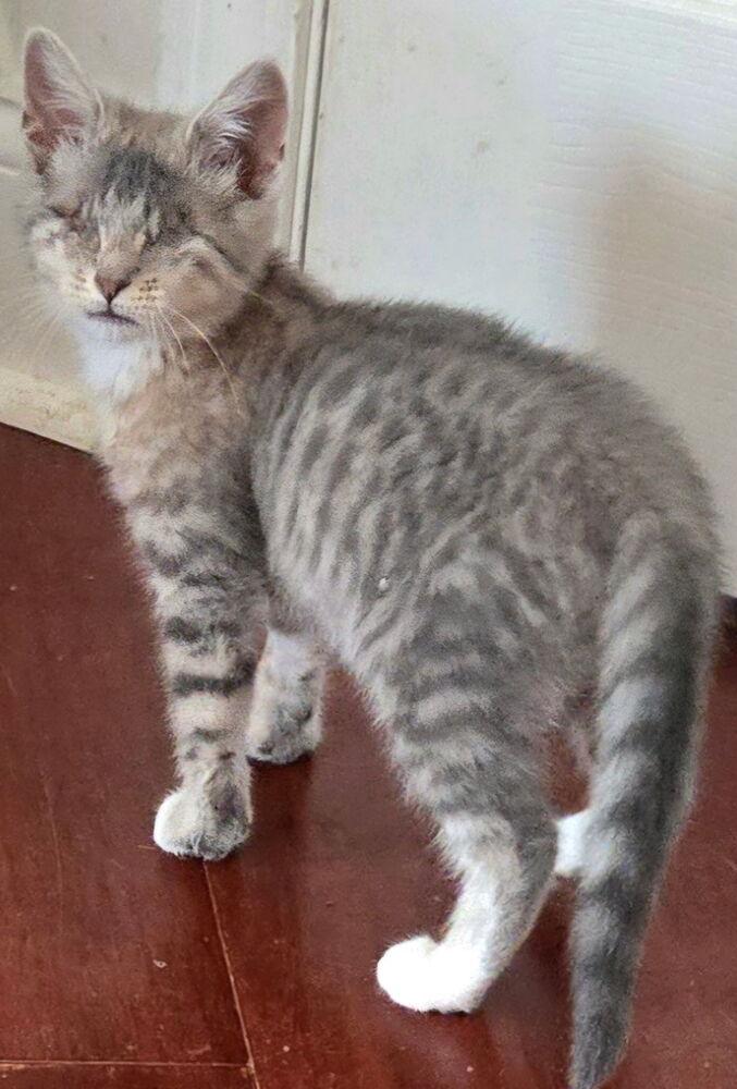 Enlarge Roomba, a Adoptable mixed breed in Warren, CT image 2/6