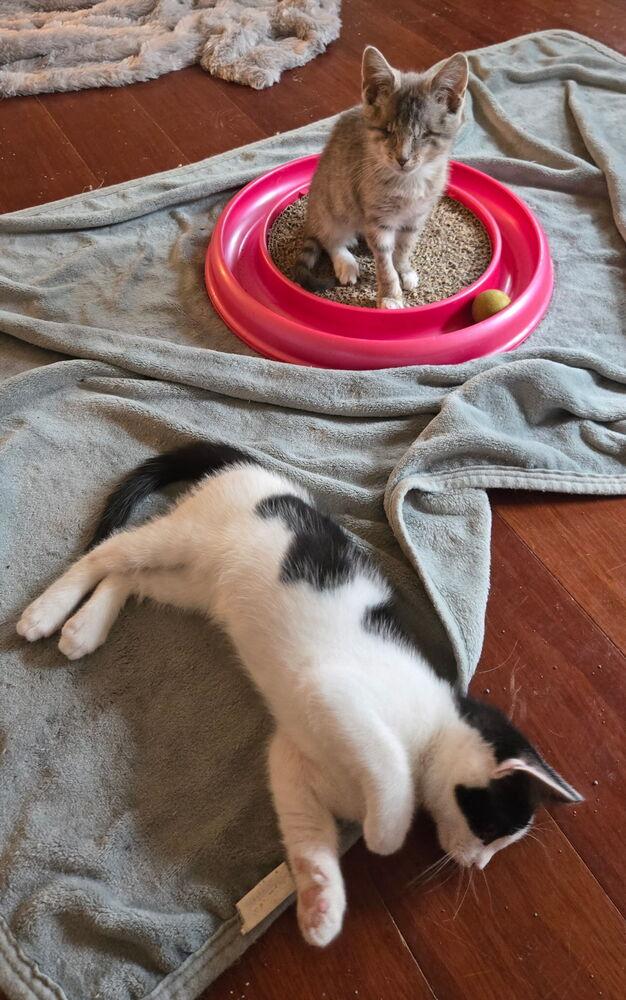 Enlarge Roomba, a Adoptable mixed breed in Warren, CT image 3/6
