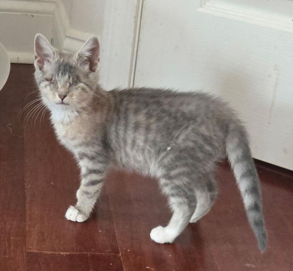 Enlarge Roomba, a Adoptable mixed breed in Warren, CT image 5/6