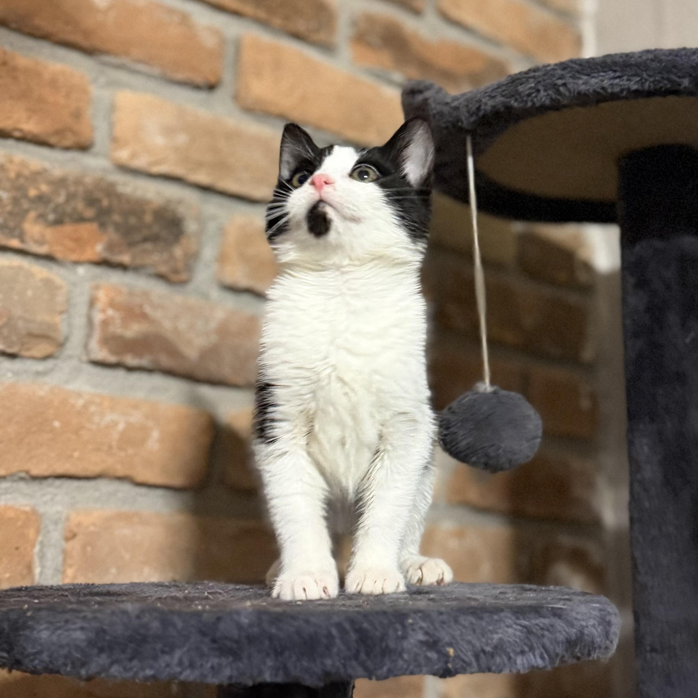 Enlarge Reign, a ADOPTABLE Domestic Short Hair in Pocatello, ID image 2/5