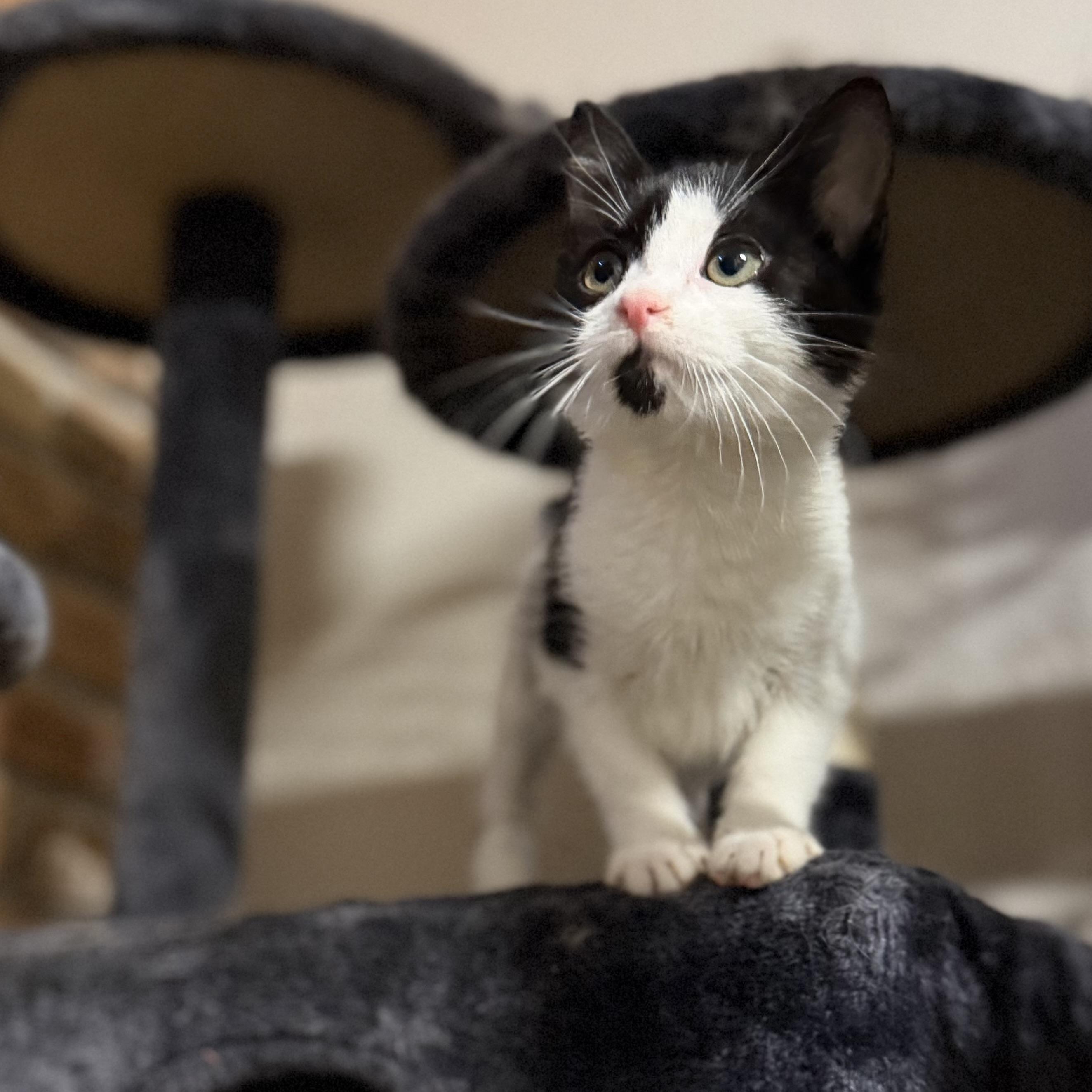 Reign, ADOPTABLE, Kitten Male Domestic Short Hair.
