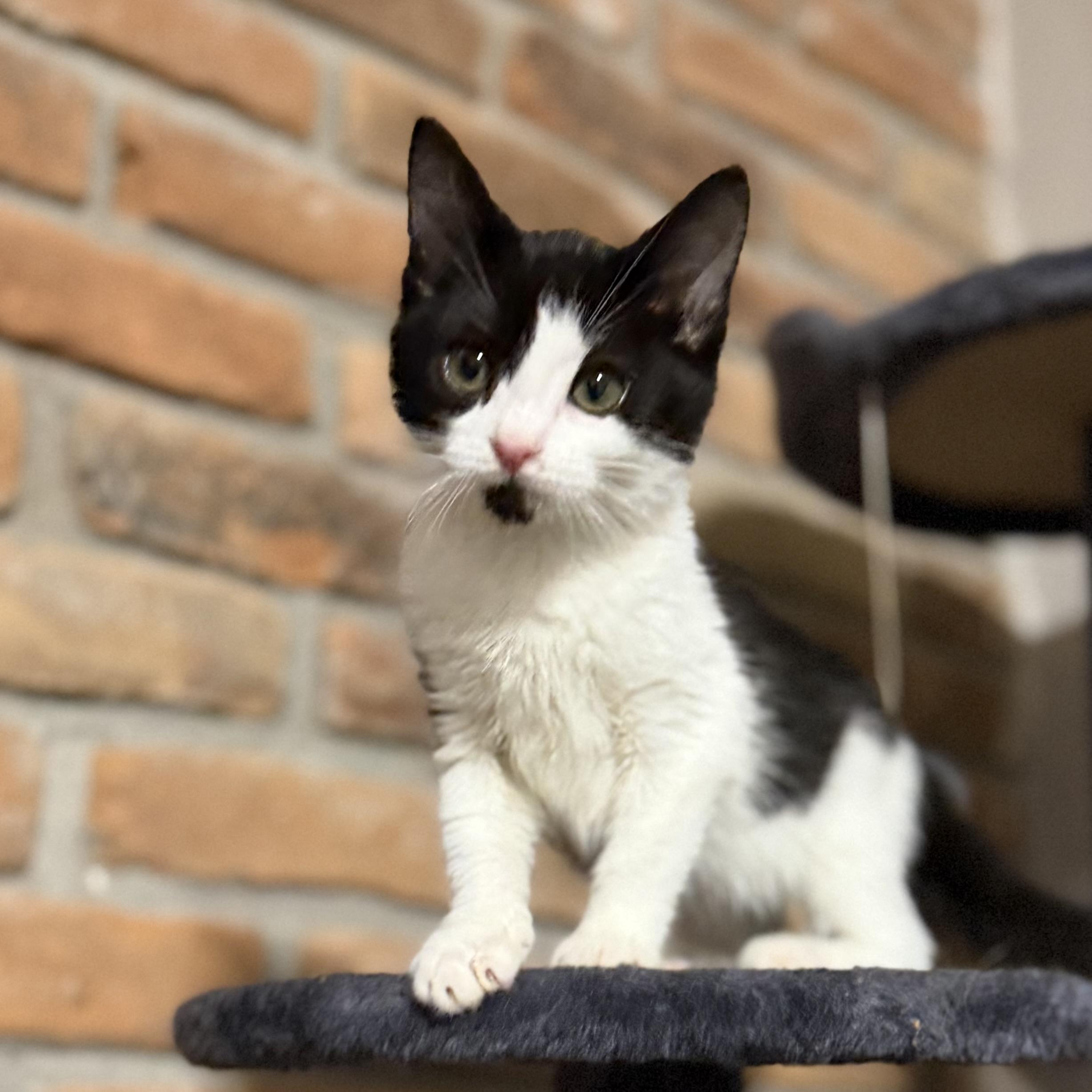 Enlarge Reign, a ADOPTABLE Domestic Short Hair in Pocatello, ID image 5/5