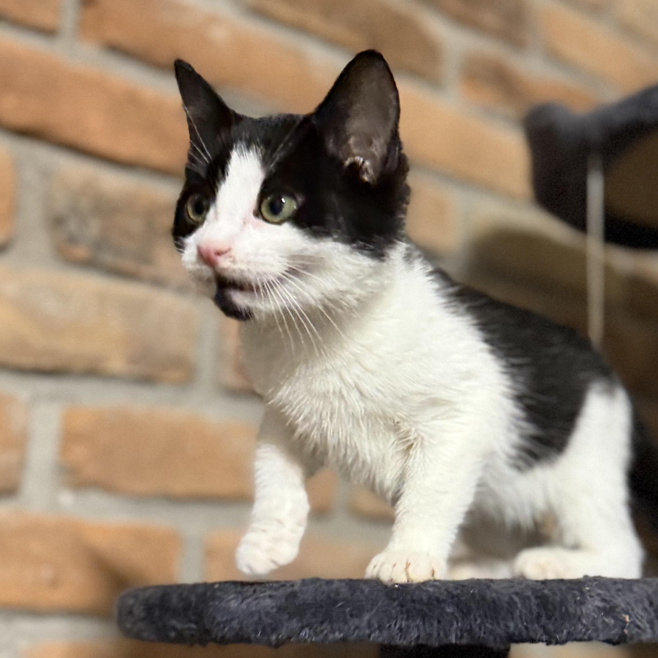 Enlarge Reign, a ADOPTABLE Domestic Short Hair in Pocatello, ID image 4/5