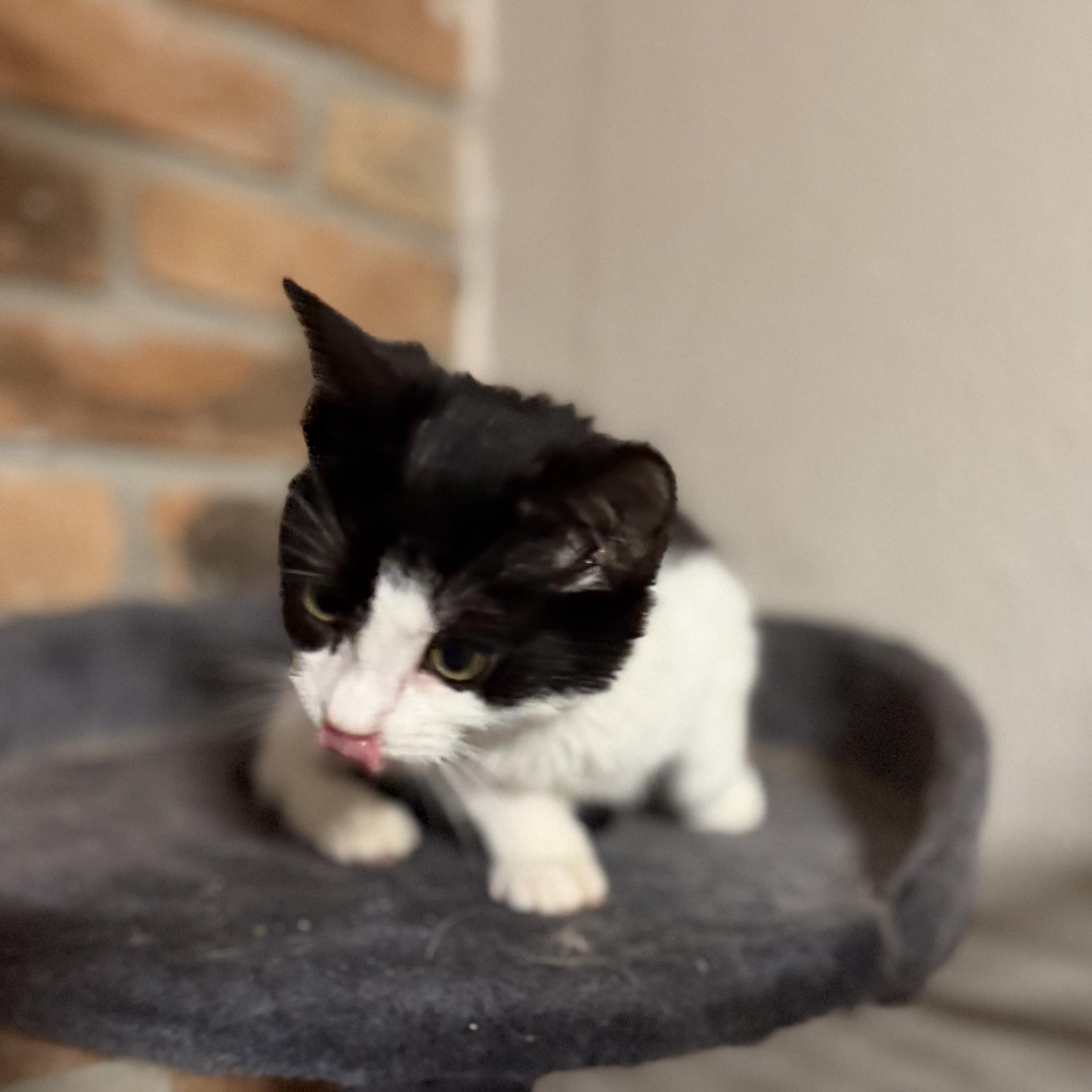 Enlarge Reign, a ADOPTABLE Domestic Short Hair in Pocatello, ID image 3/5
