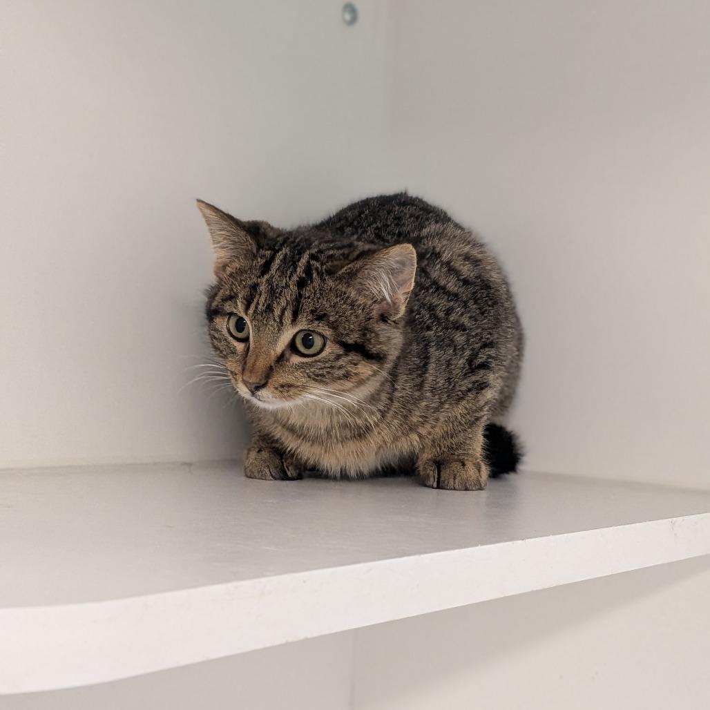 Biscuit, Adoptable, Kitten Male Domestic Short Hair.