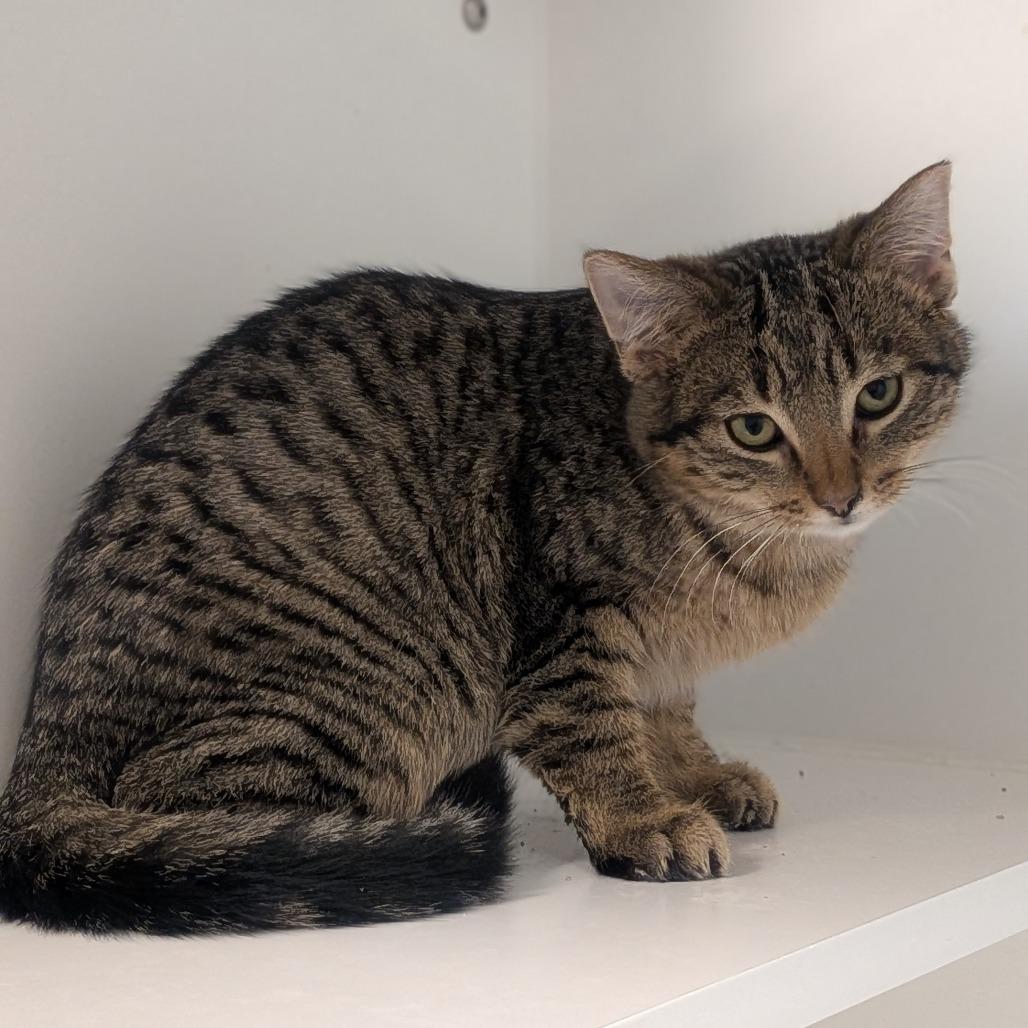 Enlarge Biscuit, a Adoptable Domestic Short Hair in Prairie du Chien, WI image 2/2