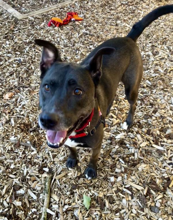 Mazikeen, Adoptable, Adult Female Pit Bull Terrier.