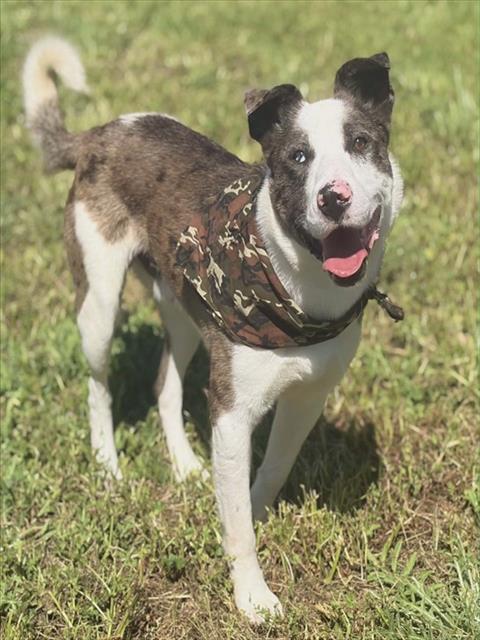 DUGGER, Adoptable, Young Male Catahoula Leopard Dog & Mixed Breed.