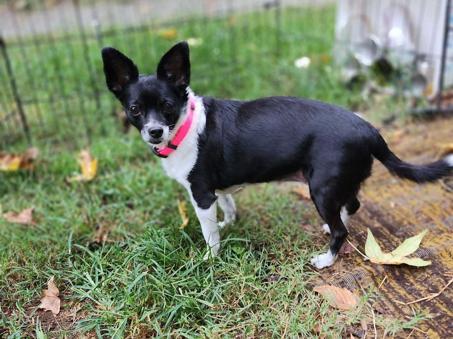 Sasha, Adoptable, Senior Female Chihuahua.