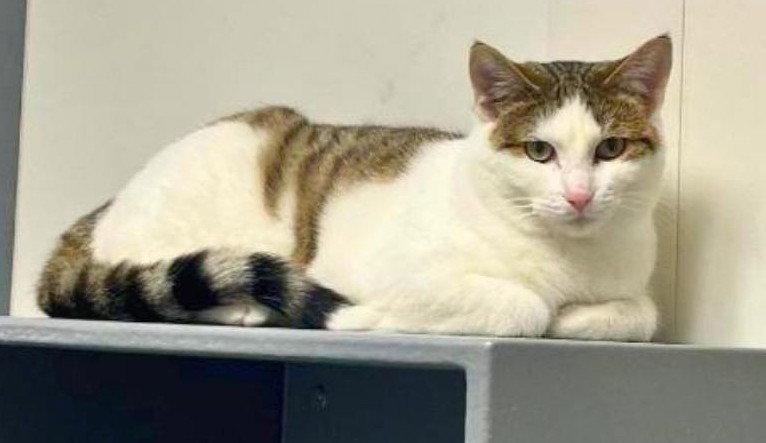 Enlarge Arwyn, a Adoptable mixed breed in Forest Lake, MN image 2/3