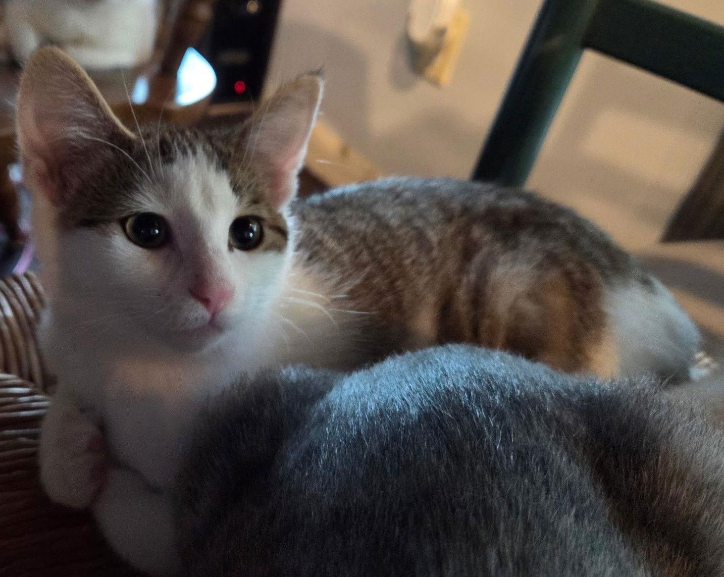 Arwyn — thumbnail 3