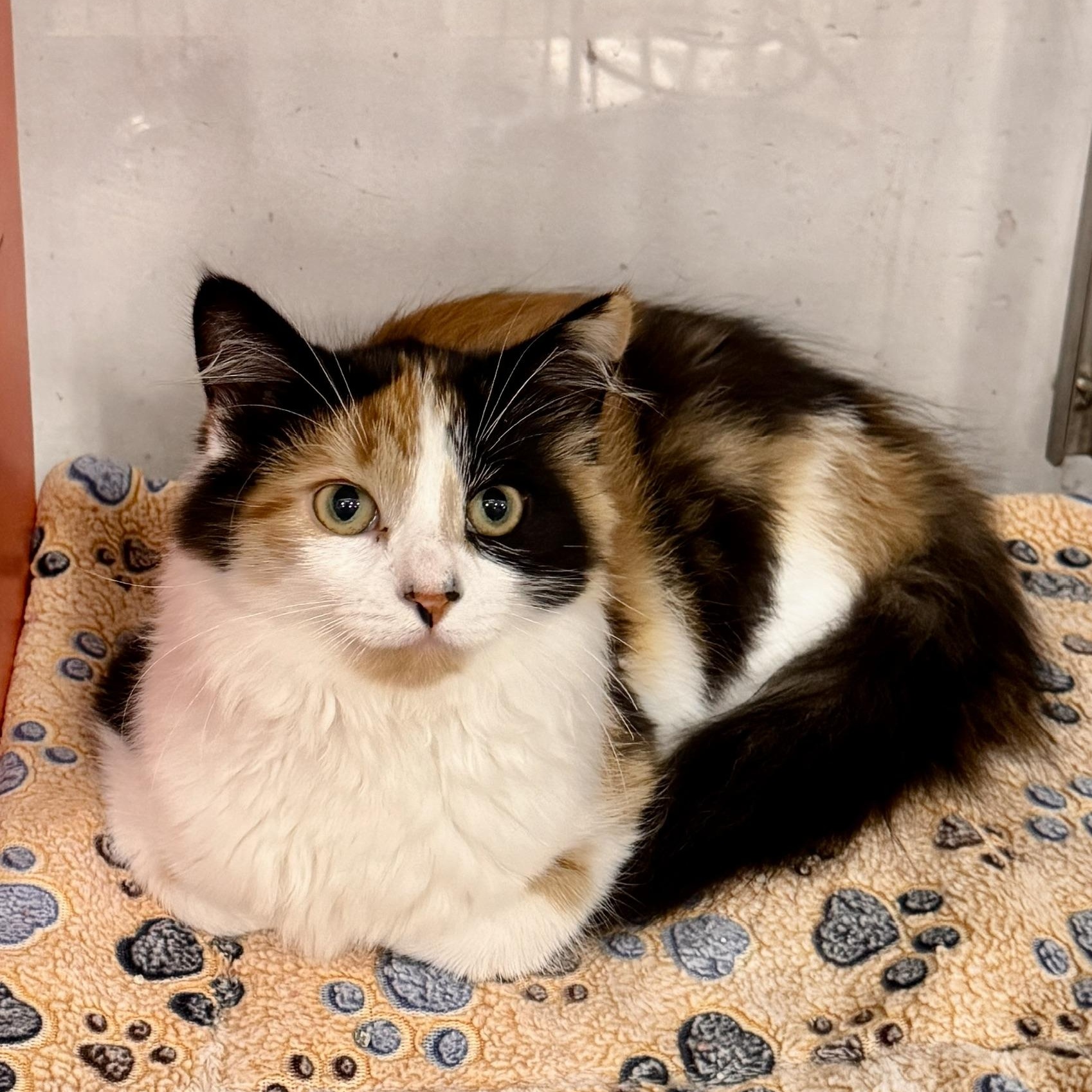 Gemma @ Livonia PetSmart
